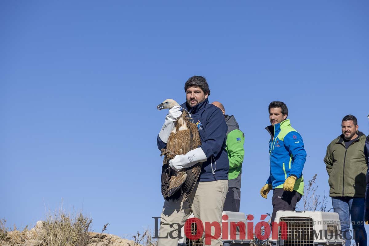 Suelta de dos buitres leonados en la Sierra de Mojantes en Caravaca