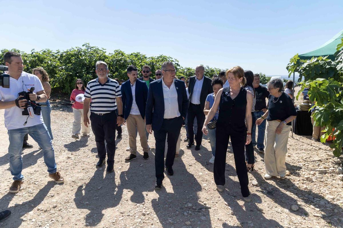 El Corte de la Breva 2026 marca el inicio de la campaña en Albatera