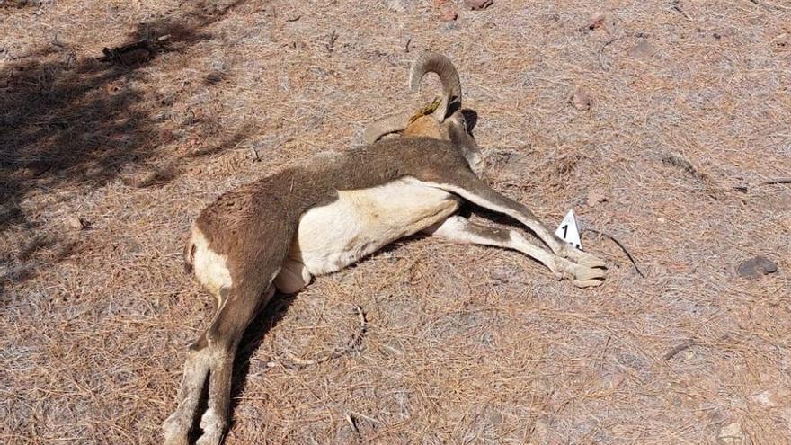 Denuncian a dos cazadores furtivos que mataron a un muflón en Tenerife