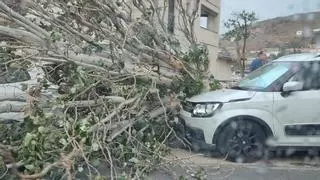 El viento provoca más de cien avisos y medio centenar de incidencias en Antequera