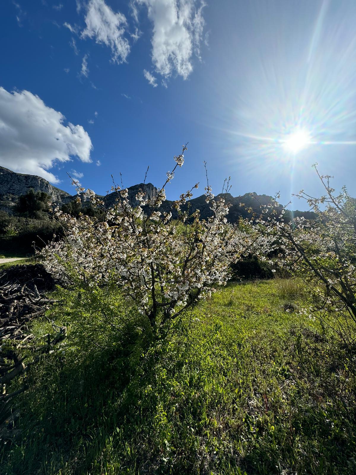 Florecen los cerezos: paisaje moteado de blanco en la Vall de Gallinera (imágenes)