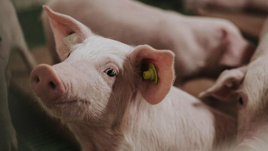 Grupo Fuertes sigue creciendo y compra la empresa porcina Agropor de Las Torres de Cotillas