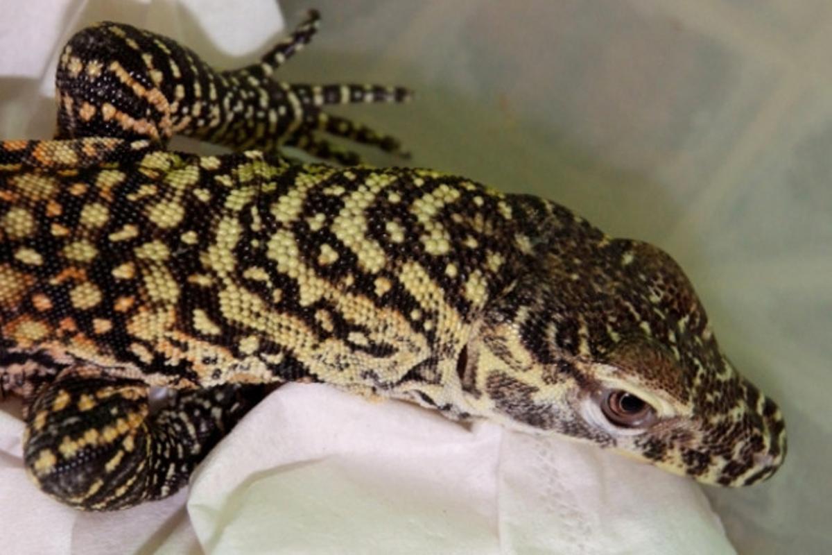 La primera cria de dragó de Komodo al Zoo de Barcelona.