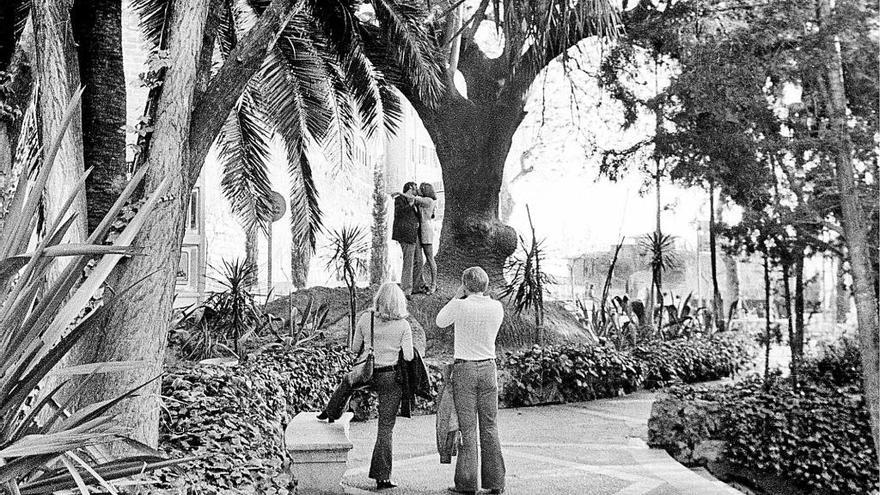 Adiós a la bellasombra de la plaza de la Reina