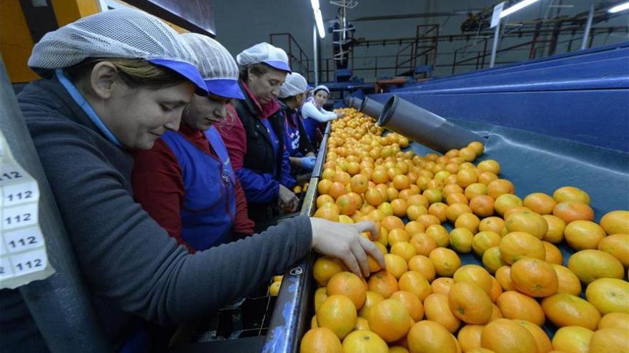 Betxí Export entra en concurso y cada vez hay menos cooperativas de naranja