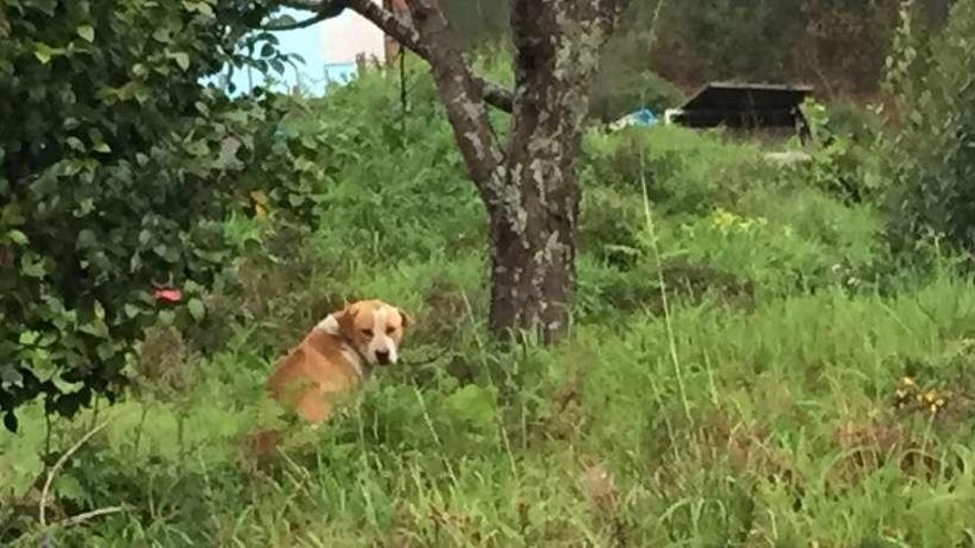 El perro encadenado.