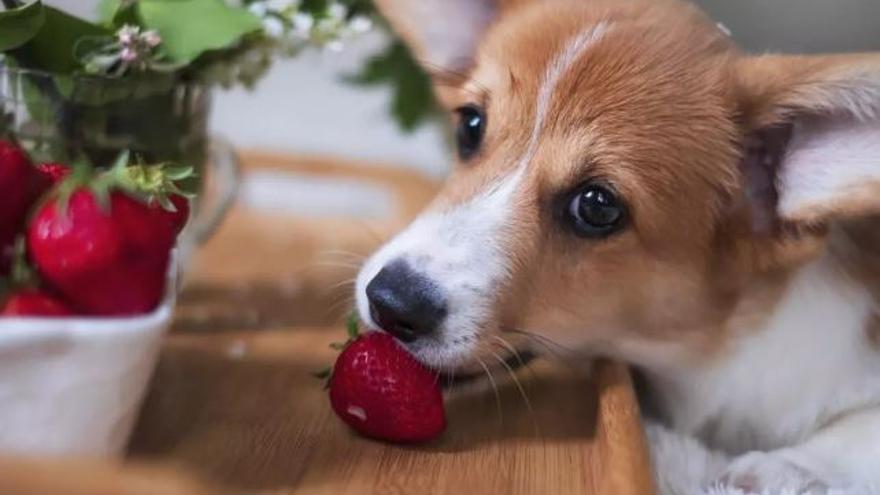 ¿Los perros pueden comer fresas?