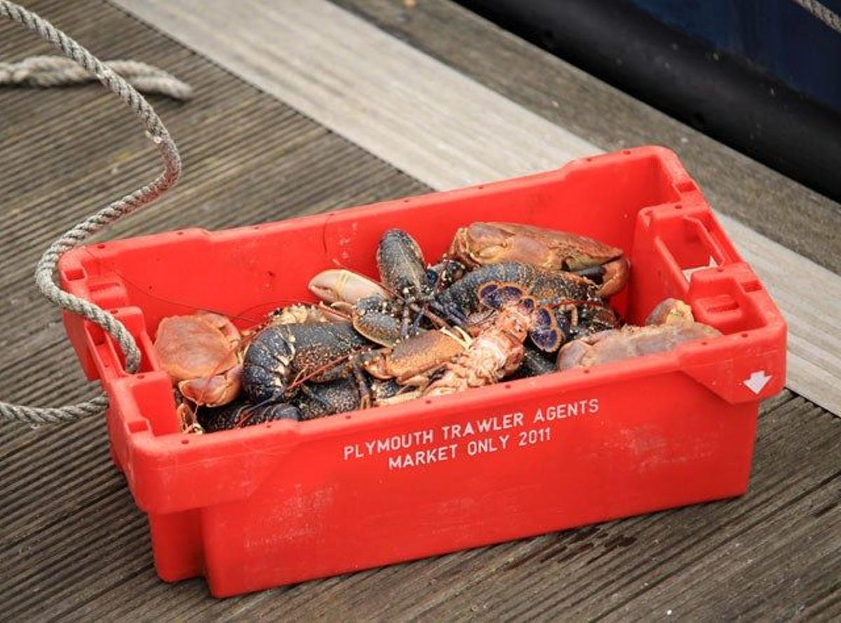 El botín tras el día de pesca