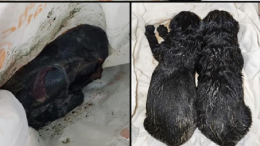 Mueren tres cachorros arrojados a un contenedor dentro de una bolsa en Llanera de Ranes