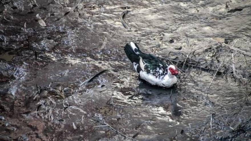 La imagen Un pato atrapado entre el fango