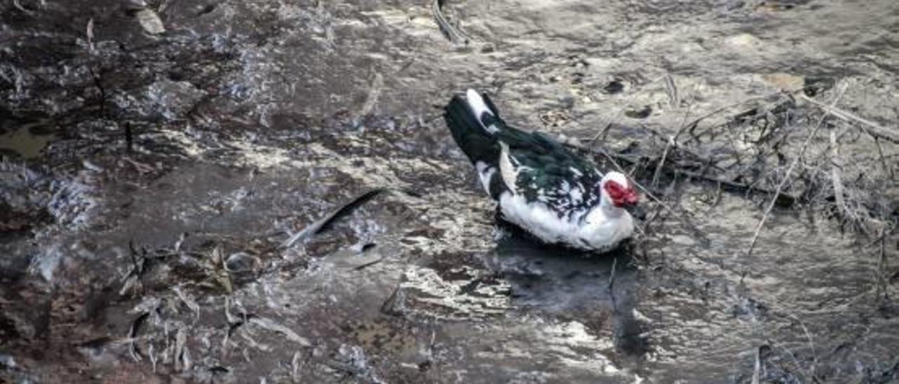 La imagen Un pato atrapado entre el fango