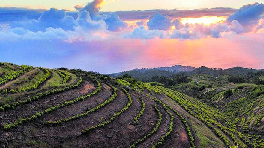 El fuego del volcán que funde los vinos de La Palma