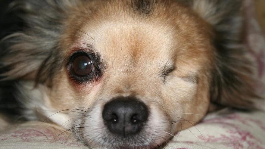 Mi perro tiene un ojo cerrado - La Opinión de Murcia