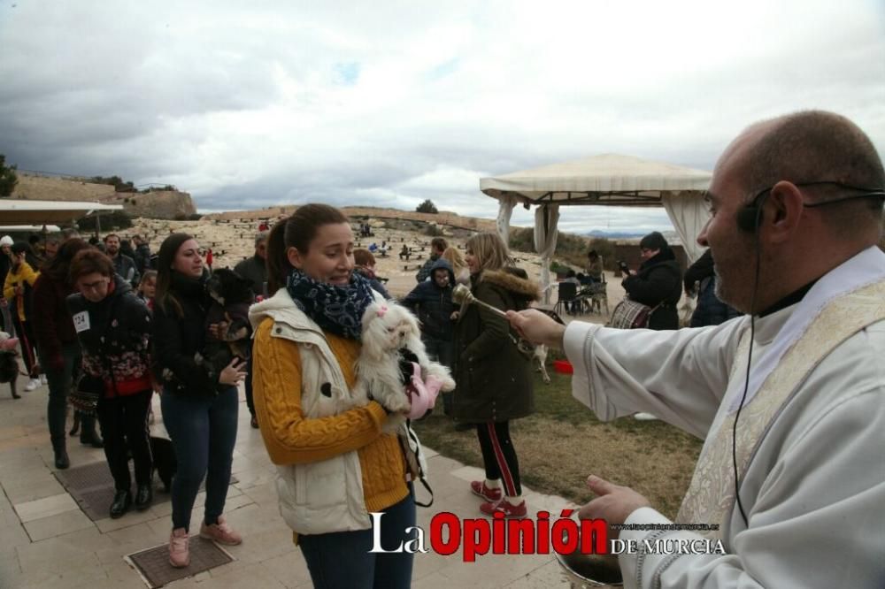 Jornada especial por San Antón en la Fortaleza del Sol de Lorca