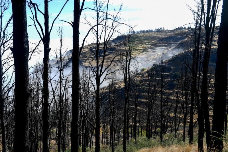 15-10-19 SUPLEMENTOS. ZONA CUMBRERA. ZONA CUMBRERA. Reportaje zonas quemadas tras dos meses. Reportaje triple entrega sobre el paisaje quemado, al cumplirse dos meses. La primera parte será Los tesosos de la Cumbre, en plan más positivo, con los brotes verdes, lugares que visitar. Un segundo con los héroes sin capa, sus protagonistas y una tercera con Lo que el fuego se llevó o Lo perdido, la parte más triste.  Fotos: Juan Castro.  | 15/10/2019 | Fotógrafo: Juan Carlos Castro