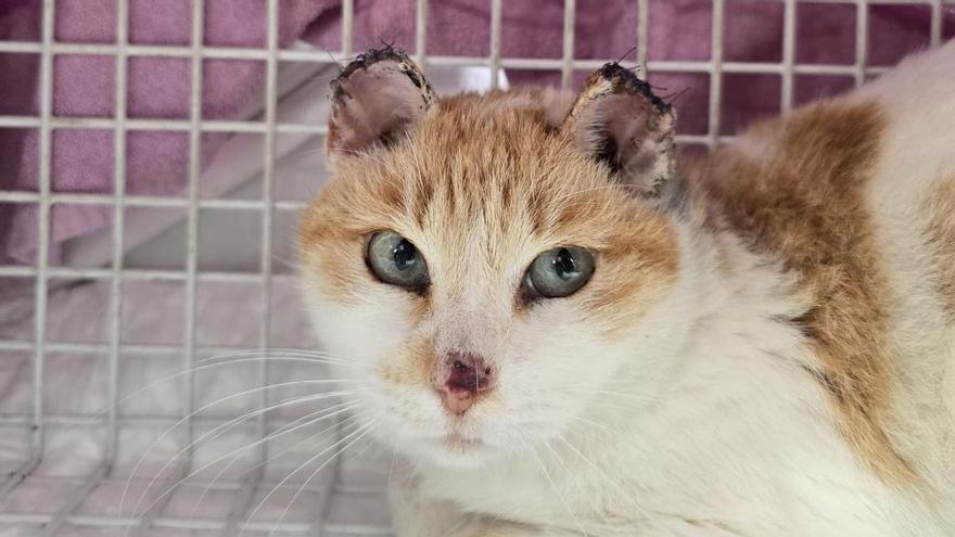 "No podía seguir esperando": polémica en Ibiza por Suerte, un gato con cáncer que Pacma cree que el Ayuntamiento de Sant Antoni ha desatendido