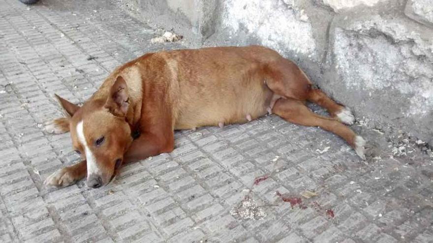 El animal, agonizante, tirado en la acera de la carretera de Villalpando.