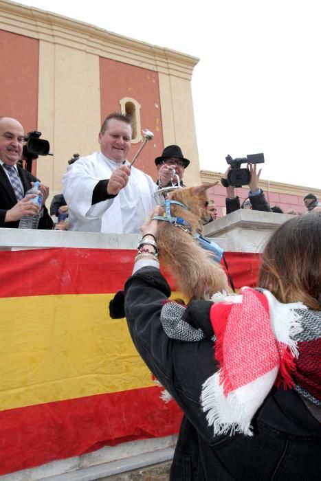 Bendición de los animales en Cartagena