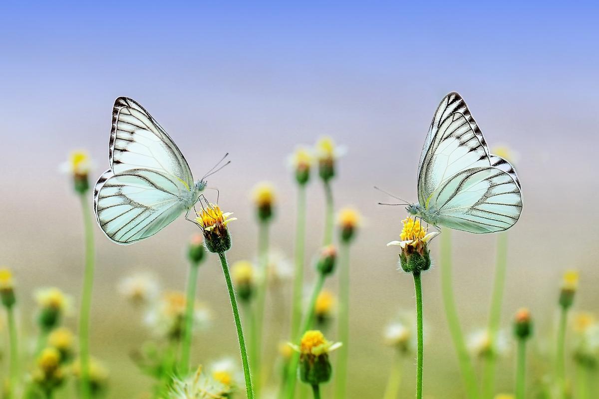 Las mariposas se cuentan entre los principales polinizadores.