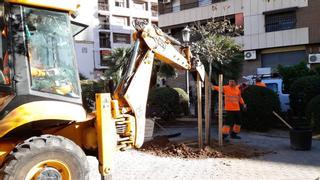 La última campaña de plantación incorpora nuevos 600 árboles a la ciudad