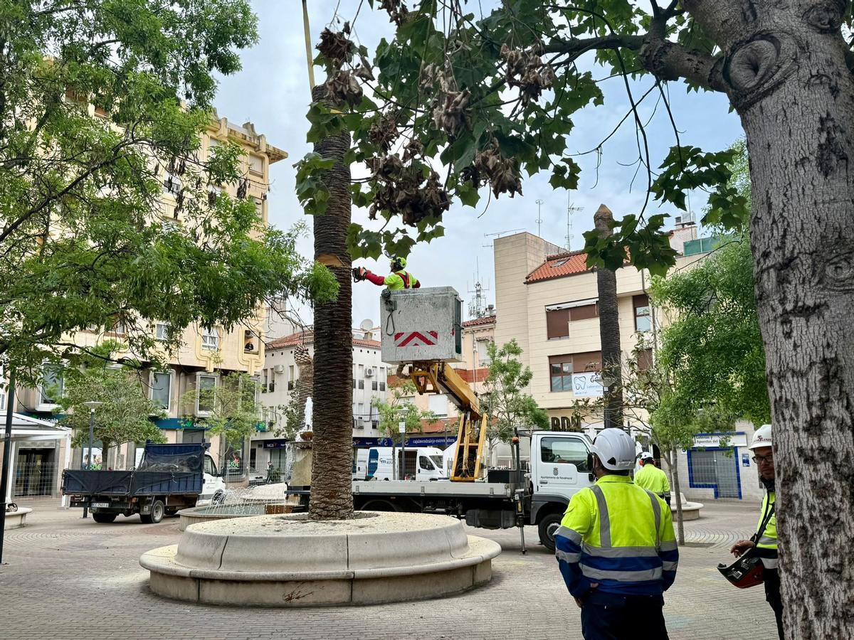 Un operario municipal realiza labores en una palmera.