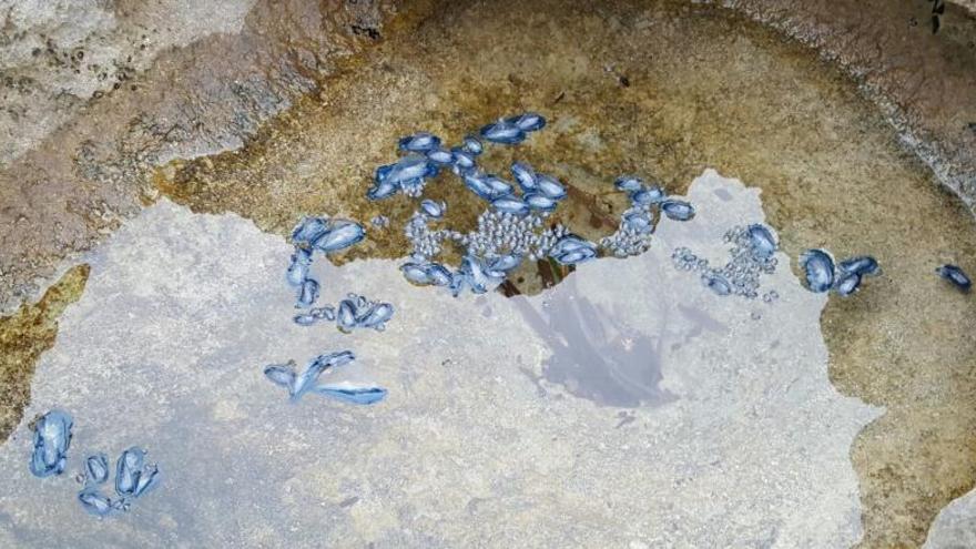 Las medusas llegan a las playas de Dénia y Xàbia