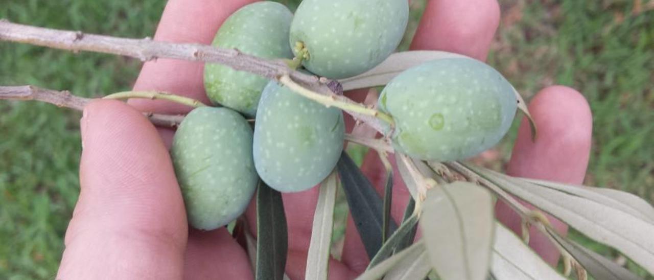 La recolección de la aceituna en la Serra se prevé &quot;muy buena&quot;