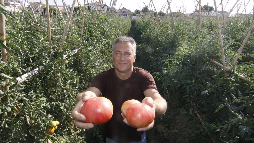 Tomate rosa de Alcolea: la joya de la huerta cordobesa