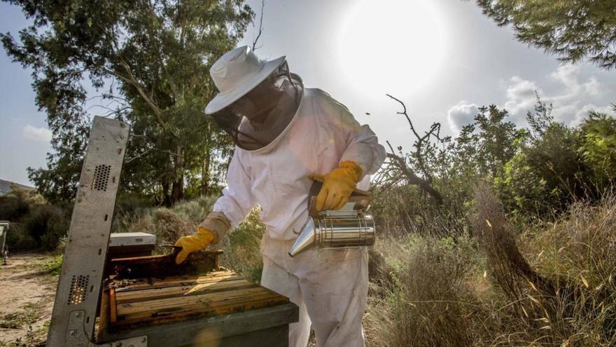 El cambio climático se cobra el 50% de la miel y mata a miles de abejas en la Región