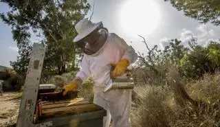 El cambio climático se cobra el 50% de la miel y mata a miles de abejas en la Región