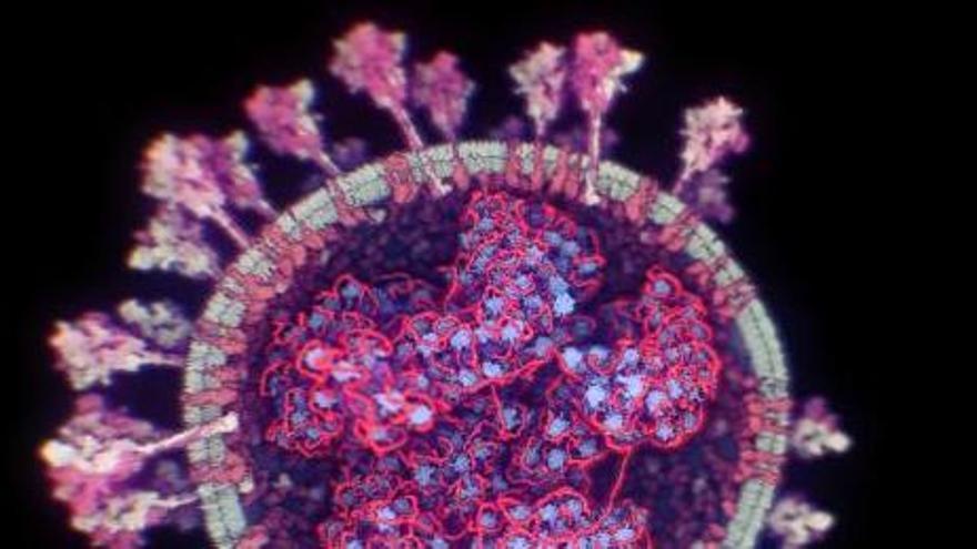 Primera imagen real
en 3D del coronavirus
SARS-CoV-2.  levante-emv