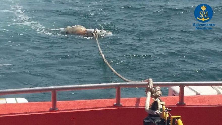 Salvamento remolca a El Musel el cadáver de una vaca