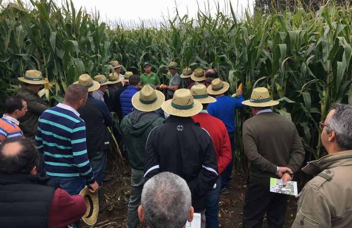 Visita a una finca de un nuevo maíz con Irmáns Picaño