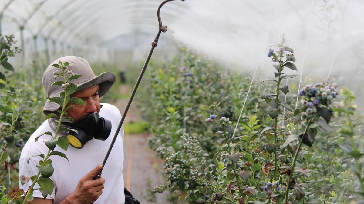 Pesticidas y párkinson: una conexión fuera de toda duda