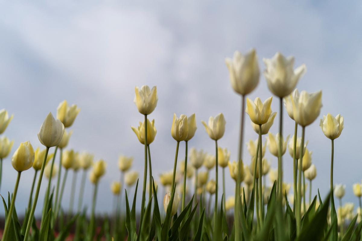 tulipanes 11.jpg