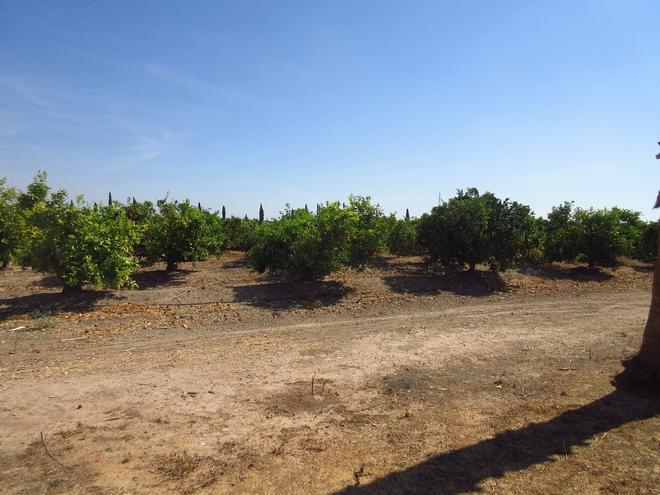 Naranjos en Hacienda Seixa Sevilla