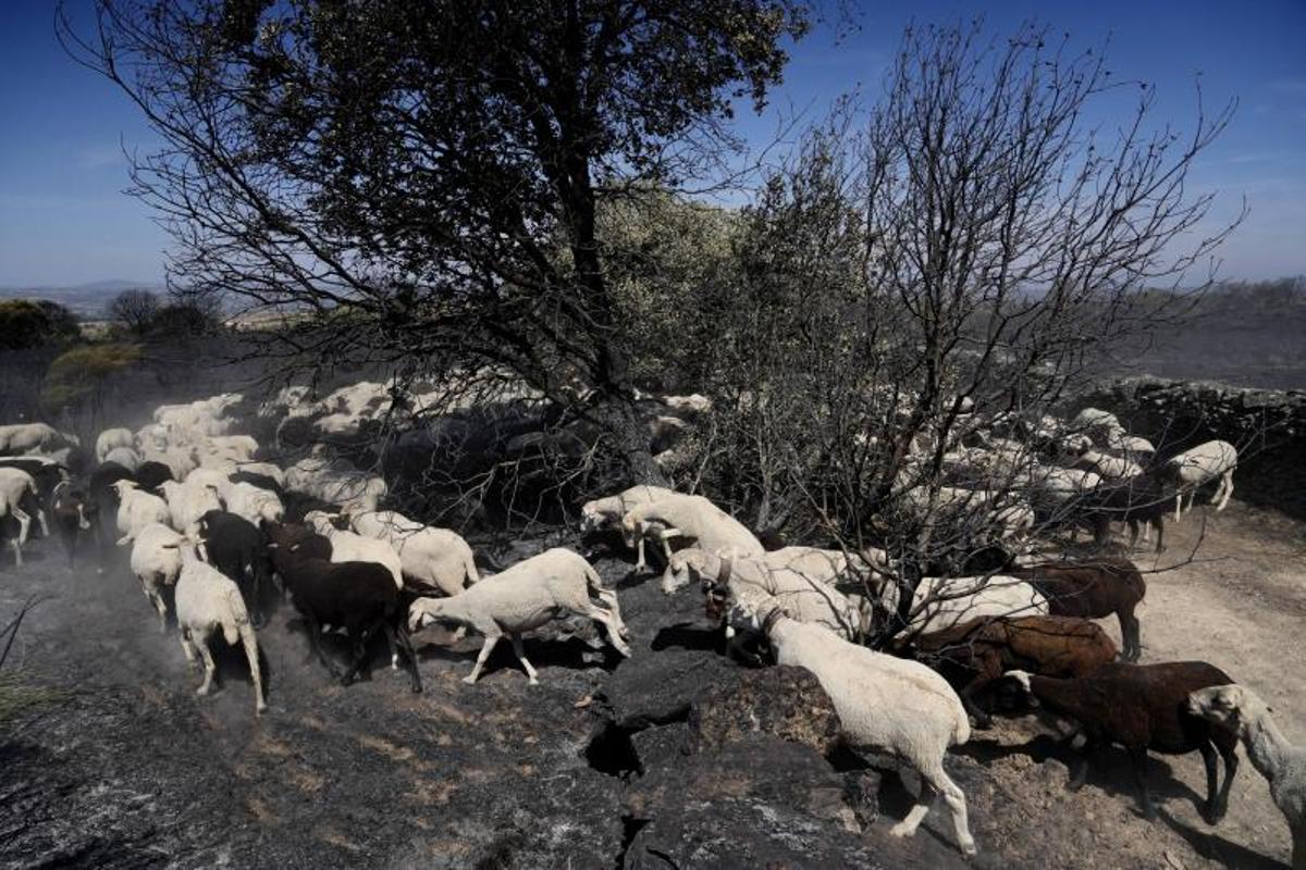 Un reabaño de ovejas en Fermoselle