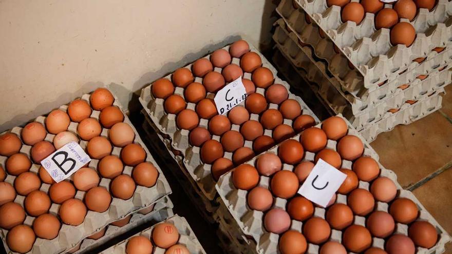 La UE avisa d’un macrobrot de salmonel·la amb origen en ous d’Espanya