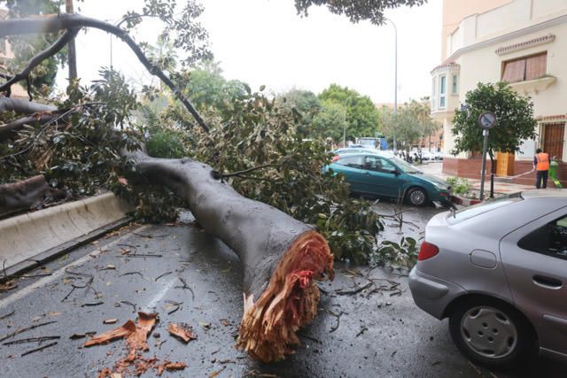 Las incidencias de la borrasca Ana en Málaga