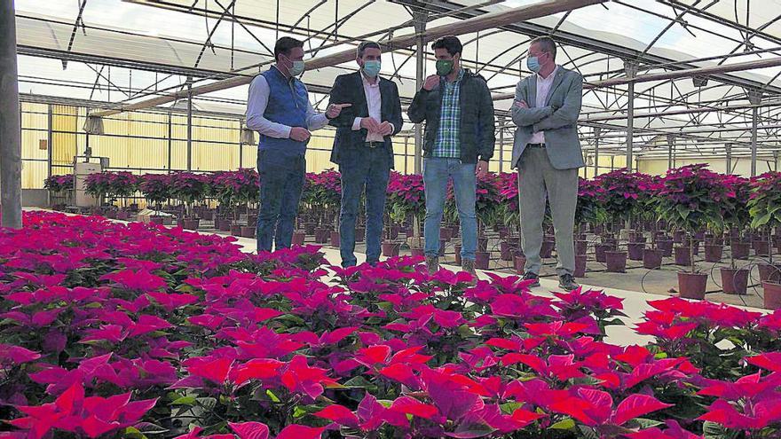 Animan a comprar flores de Pascua para ayudar al sector