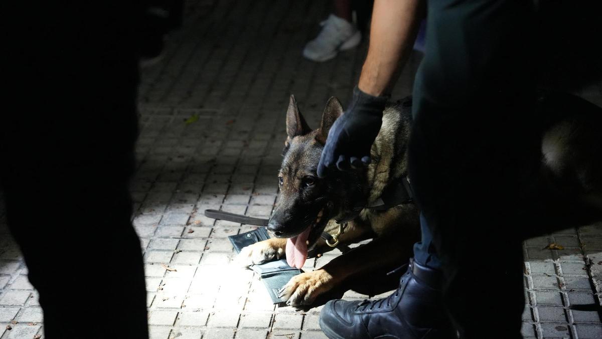 Summer, la perra antidrogas que vuelve a Ibiza este verano para luchar contra el narcotráfico