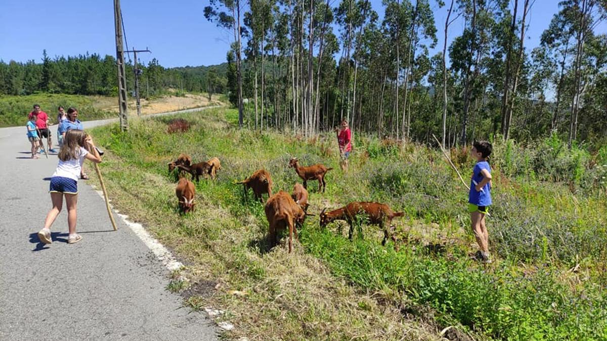 Escolares de Rianxo cuidando cabras en el proyecto Máis ca leña, que apoya el Laboratorio Ecosocial