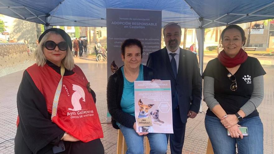 Castellón celebra con un desfile de alfombra roja y mucho más la primera Jornada de Adopción Responsable de Mascotas