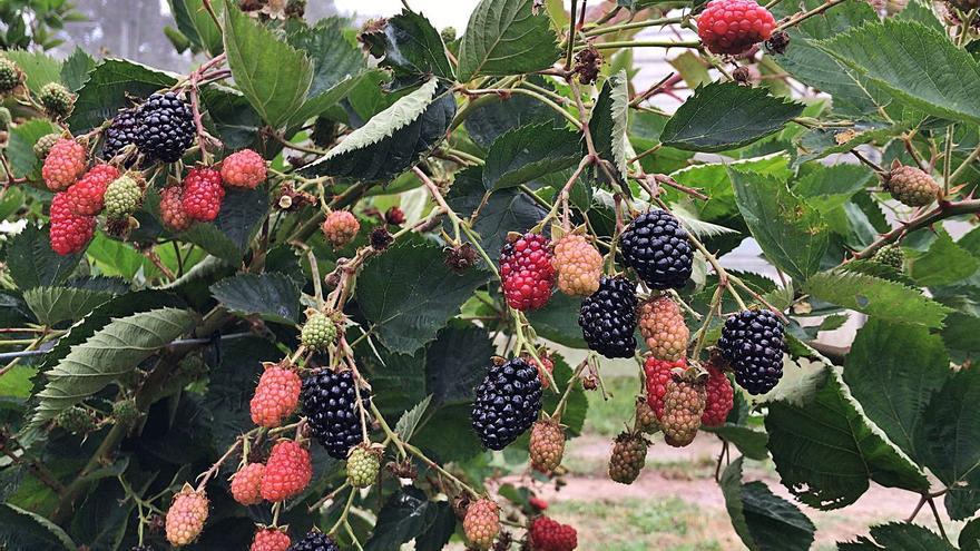 Asturias busca negocio en las moras tras el despegue de arándanos y frambuesas