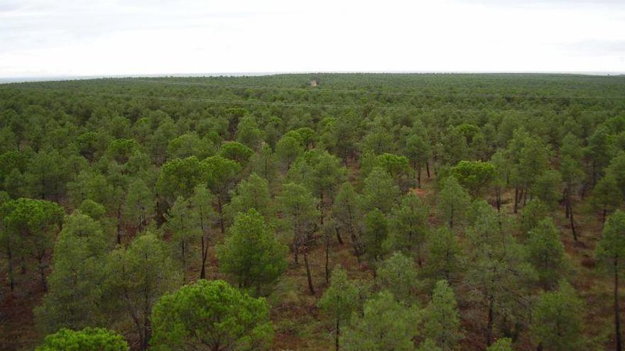 Inversión de 500.000 euros para tratamientos silvícolas de Benavente, Campos y Toro