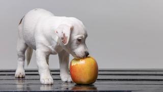 ¿Los perros pueden comer manzana? El peligro que esconde esta fruta para los animales