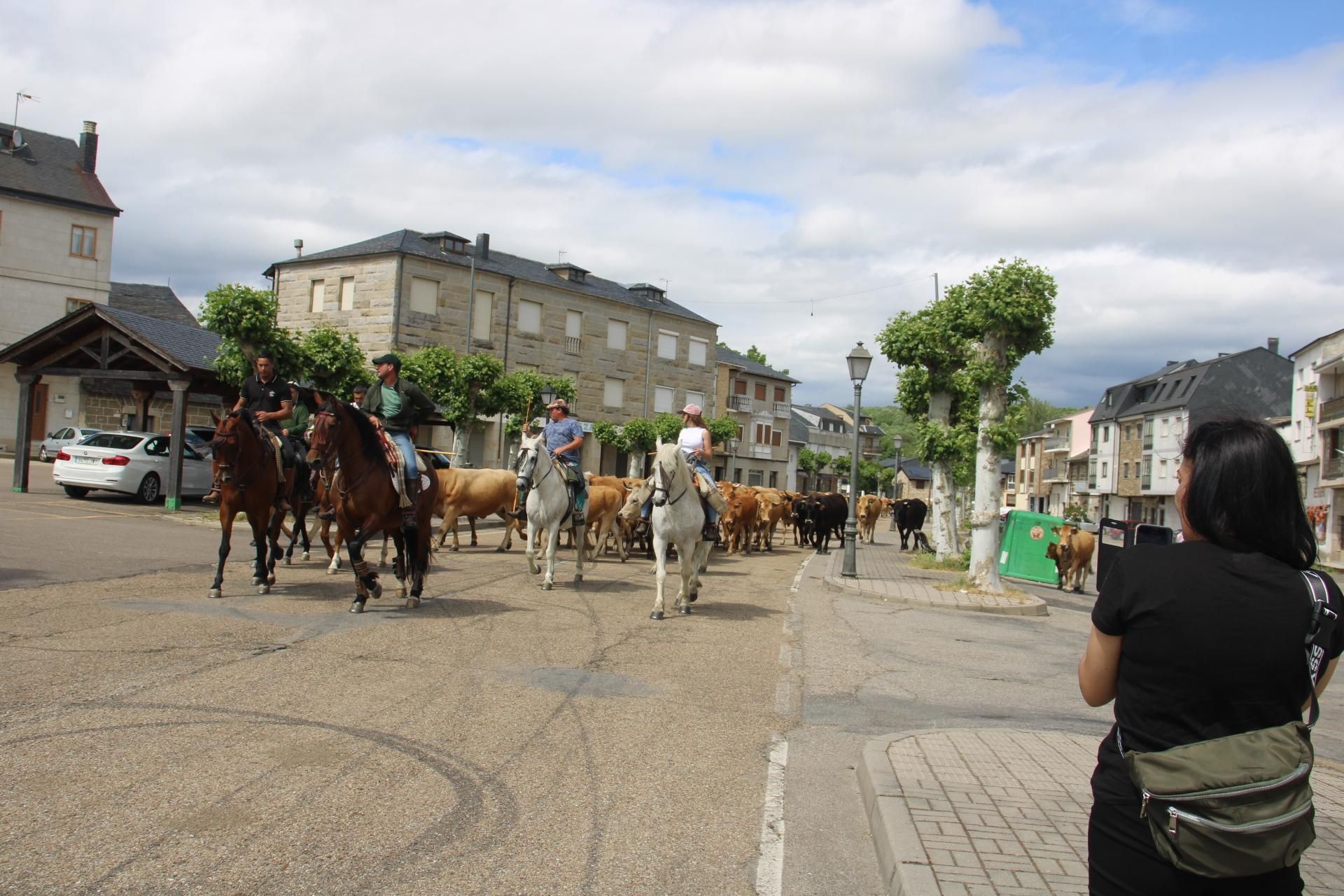 GALERÍA | Los ganados de la trashumancia pasan por Sanabria
