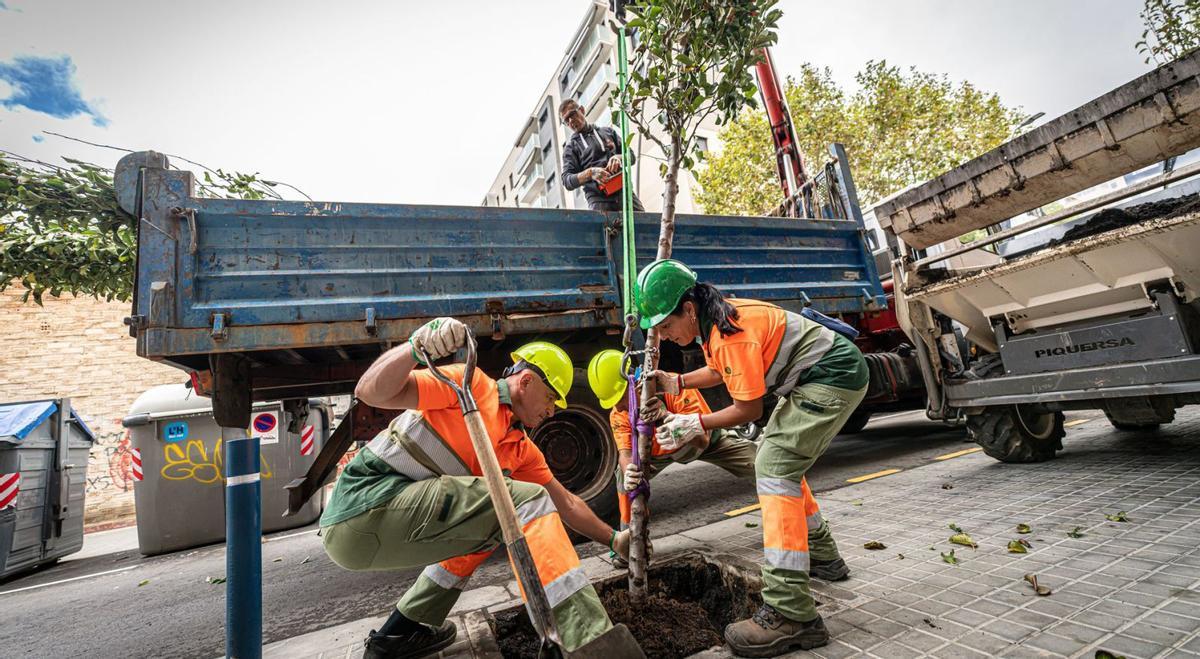 L’Hospitalet emprèn la plantació d’arbres "més gran" de la seva història