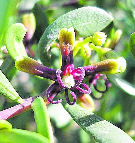 SEPTIEMBRE. El nombre científico del cornical o cornicabra (Periploca laevigata) hace referencia al abrazo en griego (periploke) por la apariencia enredada de este arbusto leñoso y de hoja perenne que puede llegar a los tres metros de altura. Sus pequeñas flores son dignas de verse. Se le conoce como ‘cornicabra’ por sus frutos que se van separando y evocan dos cuernecitos.