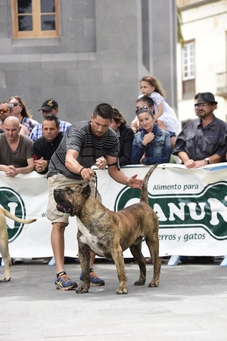 Celebración del I Certamen Nacional de perro ...